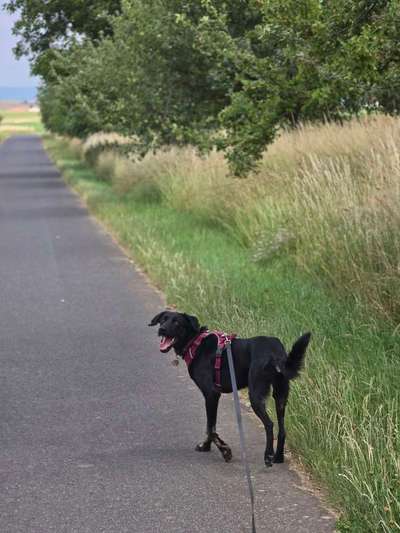 Hundetreffen-Gassirunde-Bild
