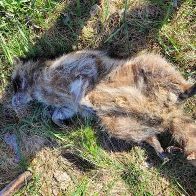 Giftköder-Toter Waschbär-Bild