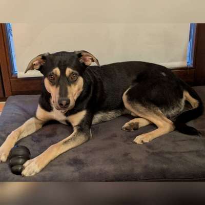 Hunde aus Rumänien-Beitrag-Bild