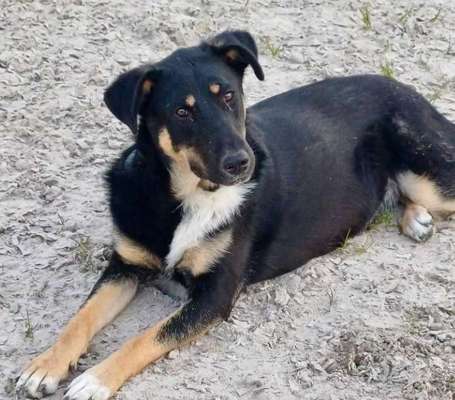 Tierschutzhunde suchen ein Zuhause-Beitrag-Bild