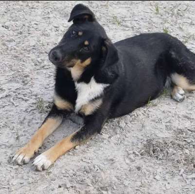 Tierschutzhunde suchen ein Zuhause-Beitrag-Bild