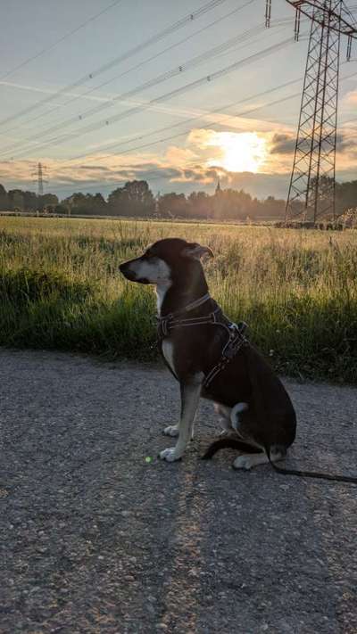 Hunde aus Rumänien-Beitrag-Bild