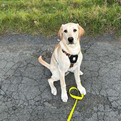 Hundetreffen-Gemeinsames Gassigehen