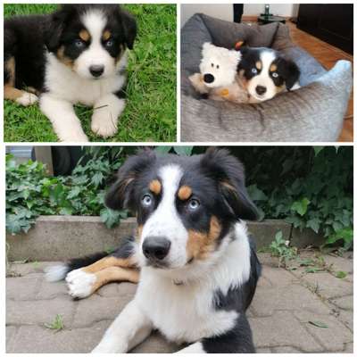 Welpen Bilder !-Beitrag-Bild