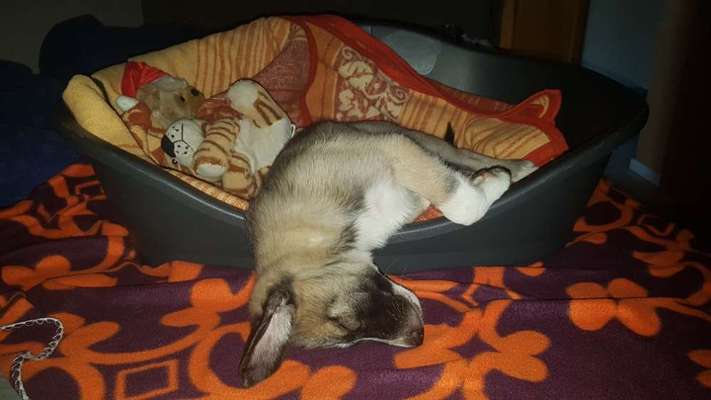 Die unbequemsten und lustigsten Schlafpositionen-Beitrag-Bild