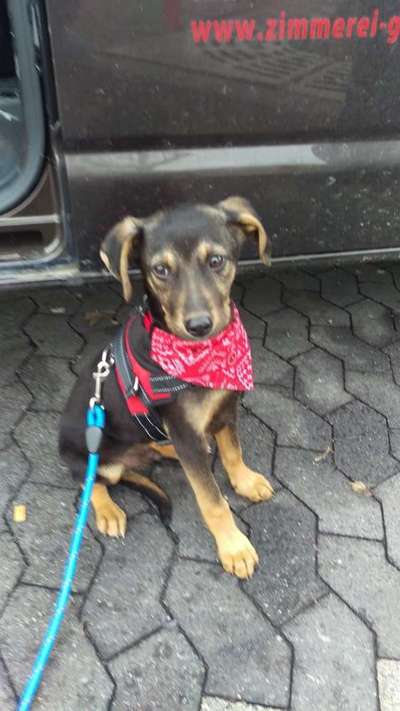 Als Welpen sind sie alle noch süßer-Beitrag-Bild