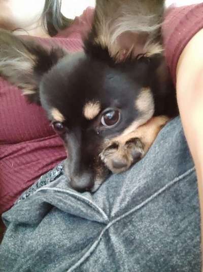 Als unerfahrene einen Welpen halten-Beitrag-Bild