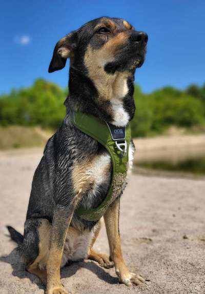 Handy Fotochallenge Nr. 52: Dein Hund mit blauem Himmel-Beitrag-Bild