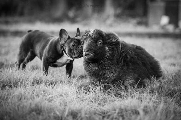 Bester Freund, Hundekumpel - zeigt her!-Beitrag-Bild