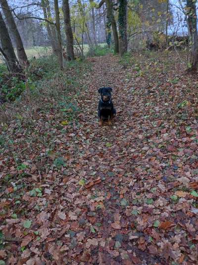 Hundetreffen-Gemeinsamer Spaziergang-Bild
