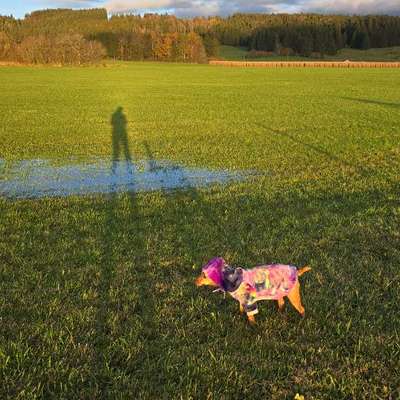 Hundetreffen-Sonntagsrunde-Bild