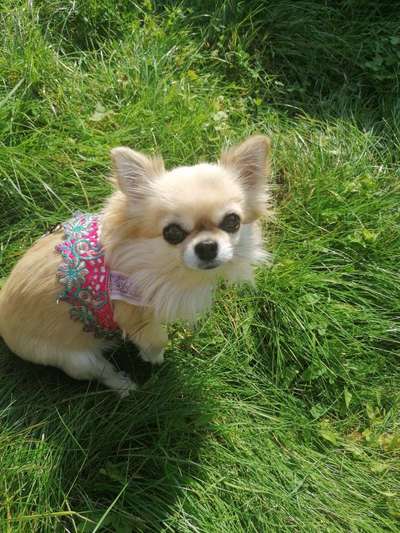 Unangeleinte Hunde-Beitrag-Bild