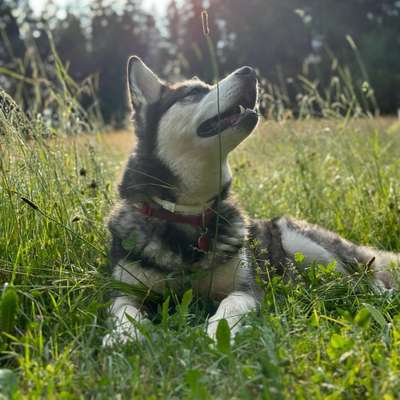 Hundetreffen-Spielfreunde gesucht-Bild