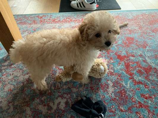 Welpen Bilder !-Beitrag-Bild