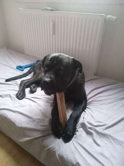 Hunderunde-Beitrag-Bild