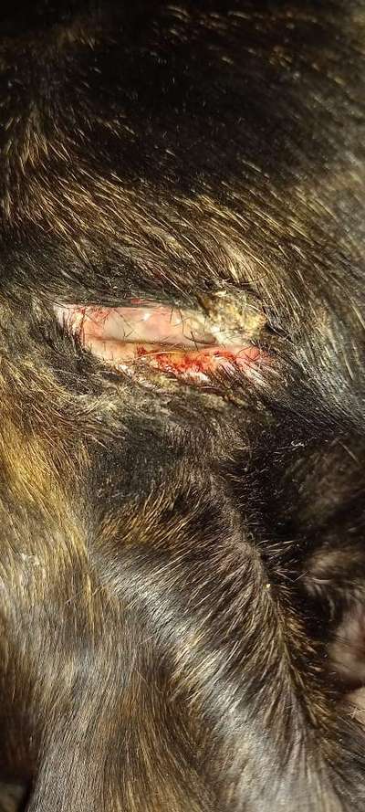 Bisswunde-Beitrag-Bild