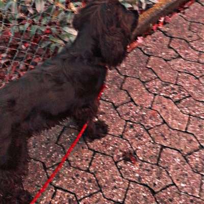 Hundetreffen-treffen Für alle Altersgruppen-Bild