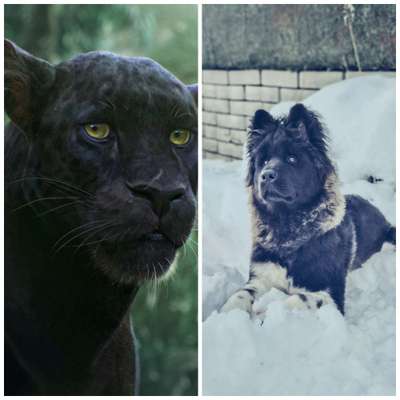 Wie heißt dein Hund?-Beitrag-Bild