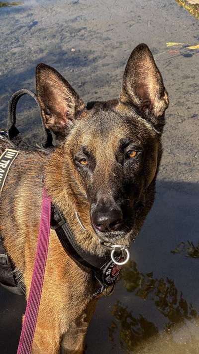 Malinois-Beitrag-Bild