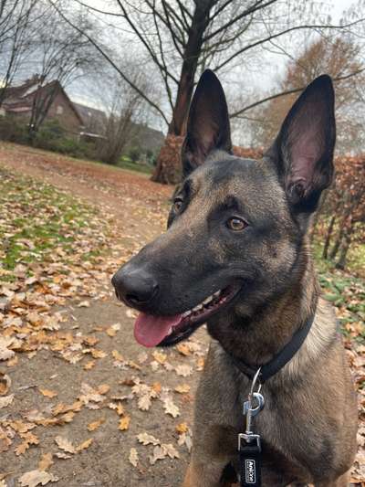 Malinois-Beitrag-Bild