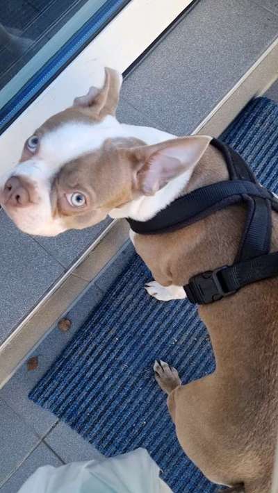 Hundetreffen-Spieltreffen klein - mittelgroß-Bild