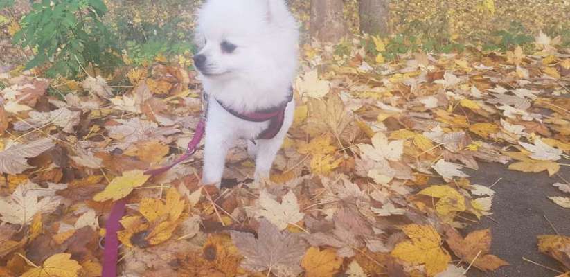 Fotochallenge Nr 96.: Bunt, Bunter, Hund 💐🌹🍁-Beitrag-Bild