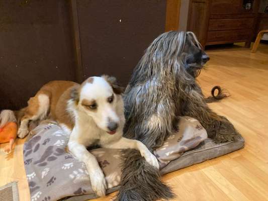 Bester Freund, Hundekumpel - zeigt her!-Beitrag-Bild