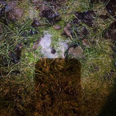 Giftköder-Eventuell Giftköder-Bild