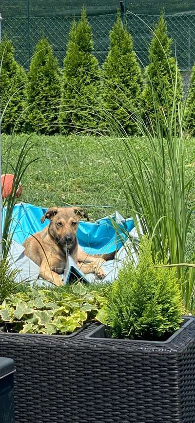 Unsere Fellnasen-Vielfalt im Überblick!-Beitrag-Bild