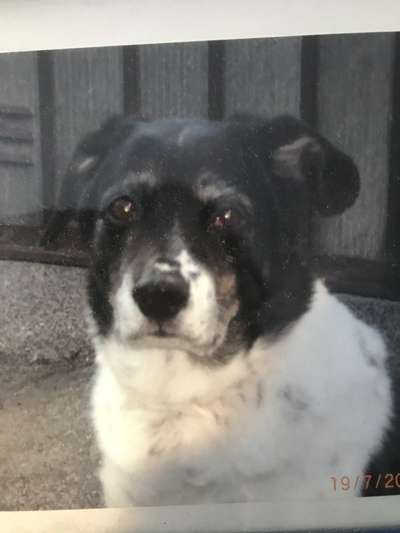 Unsere Fellnasen im Regenbogenland-Beitrag-Bild