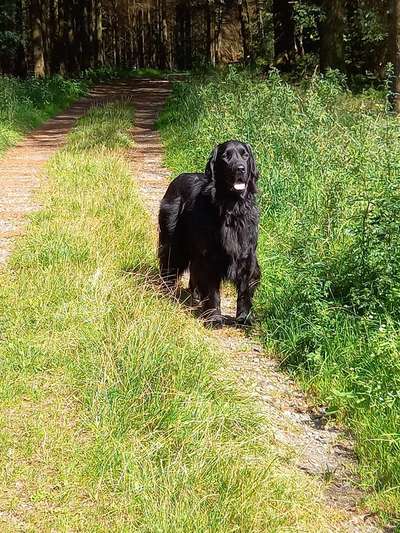 Mischlinge raten - Rätselspaß-Beitrag-Bild