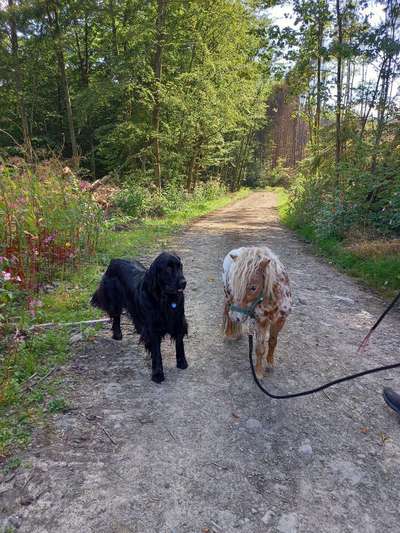 Mischlinge raten - Rätselspaß-Beitrag-Bild