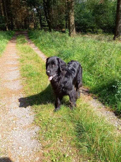 Flat Coated Retriever-Beitrag-Bild