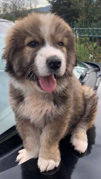 Welpen Bilder !-Beitrag-Bild