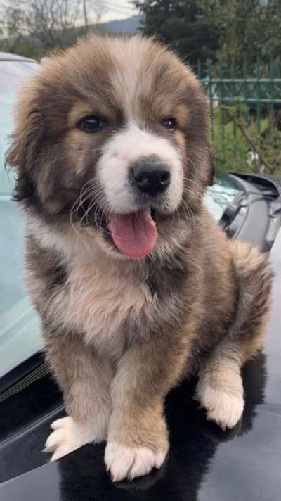 Welpen Bilder !-Beitrag-Bild