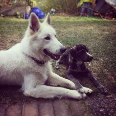 Bester Freund, Hundekumpel - zeigt her!-Beitrag-Bild