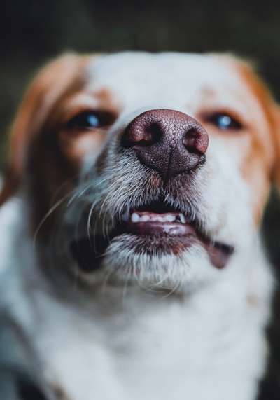 Lustigsten Grimassen von euren Hunden-Beitrag-Bild