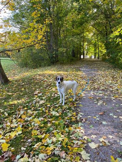 Hunde aus Griechenland-Beitrag-Bild