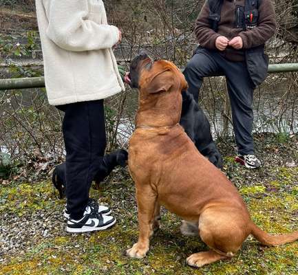 Boerboels-Beitrag-Bild