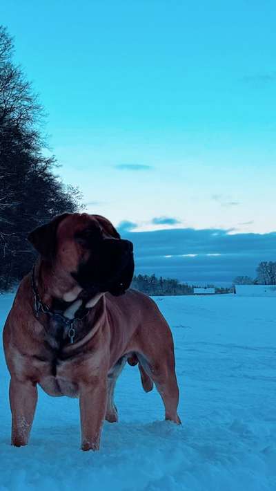 Boerboels-Beitrag-Bild