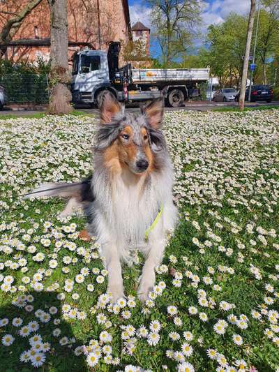 Langhaar Collies-Beitrag-Bild