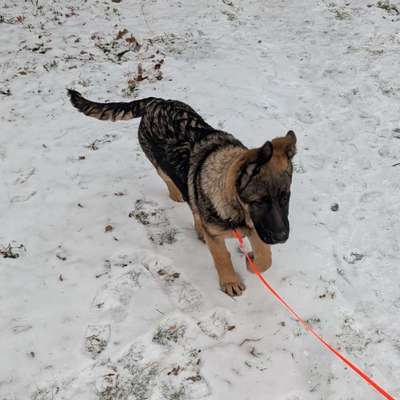 Hundetreffen-Welpentreffen in NB-Bild