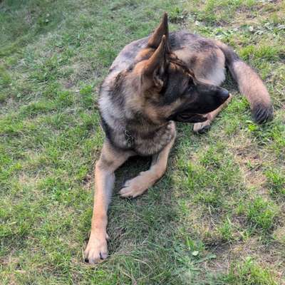 Hundetreffen-Hundetreff nach Absprache in NB-Bild