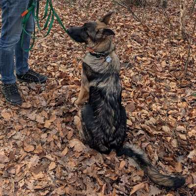 Hundetreffen-Junghunde Treffen in NB-Bild