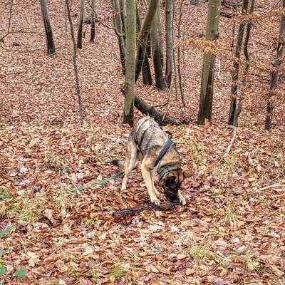 Hundetreffen-Hundetreff nach Absprache in NB-Bild