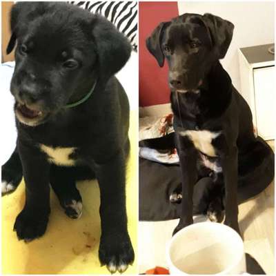 Welpen Bilder !-Beitrag-Bild