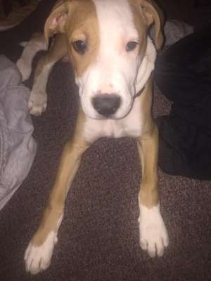 Hundetreffen-Welpe in Nürnberg-Bild