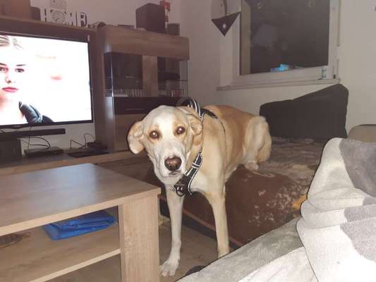 Wie kamst du zu deinem Hund?-Beitrag-Bild