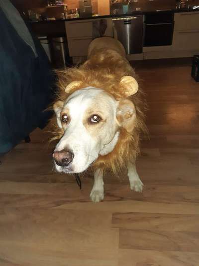 Wie kamst du zu deinem Hund?-Beitrag-Bild