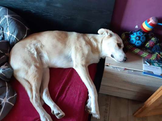 Wie kamst du zu deinem Hund?-Beitrag-Bild